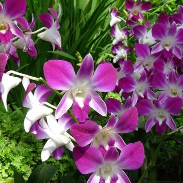 A Floral Paradise in National Orchid Garden 🇸🇬