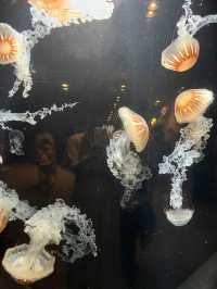 【鹿児島】いおワールドかごしま水族館