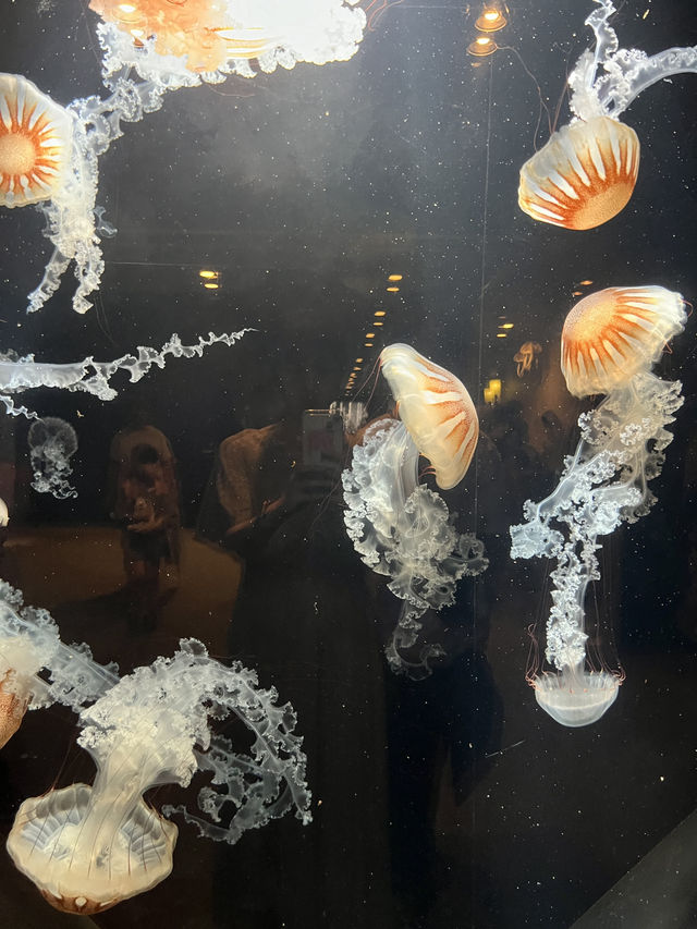 【鹿児島】いおワールドかごしま水族館