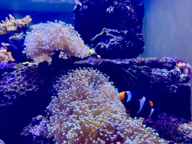 ตะลุยโลกใต้ทะเลที่อควาเรียมบางแสน 🌊🐠