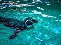Aquarium สวนสัตว์เขาเขียว โชว์ช้างว่ายน้ำ 
