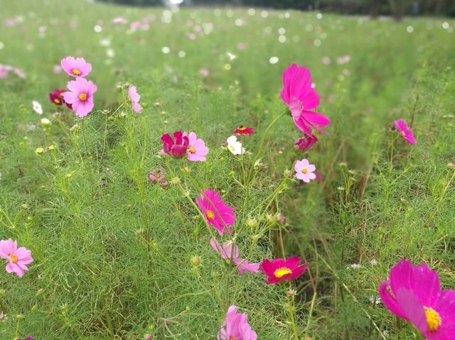 茨城常陸海濱公園 漫步在紅色的掃帚草中