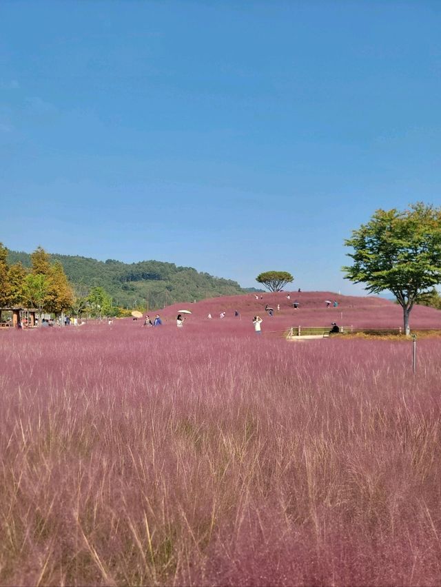 포토존 가득 핑크뮬리 인생샷맛집은 여기🩷