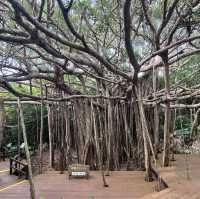 【沖縄】沖縄本島最北端！！！自然のパワースポット🌳