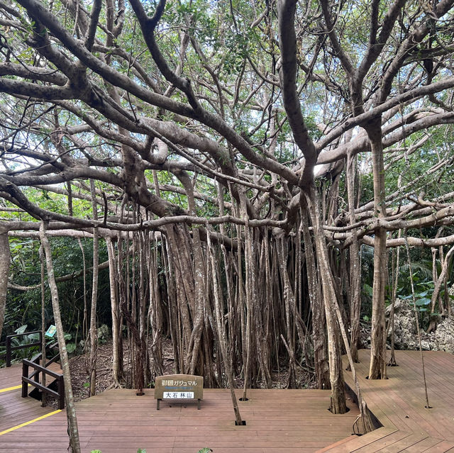 【沖縄】沖縄本島最北端！！！自然のパワースポット🌳