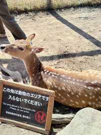 再次近距離親親小動物🦘🐑🐫