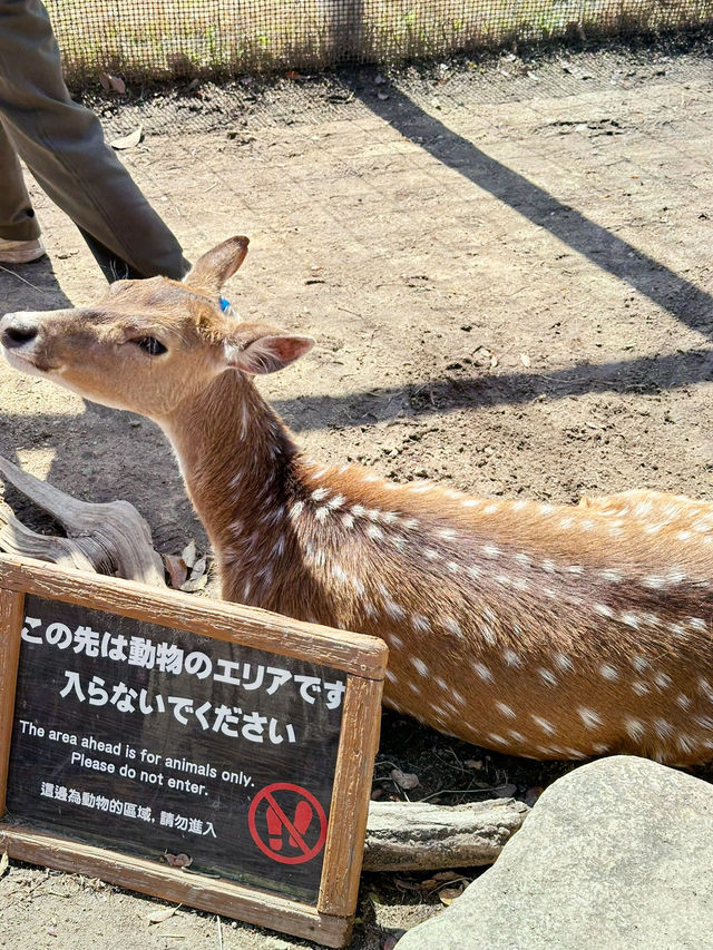 再次近距離親親小動物🦘🐑🐫