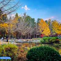 Romance at Nami Island in Autumn 🍂 