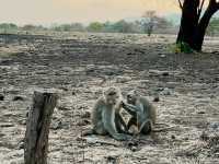 Baluran National Park