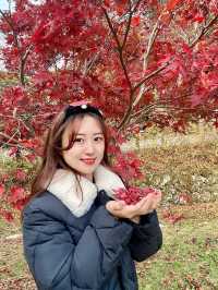 아직도 단풍 사진 못찍었다면?