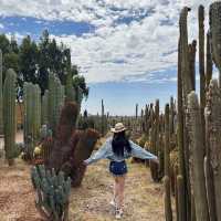 Cactus Thiemann 🌵仙人掌園