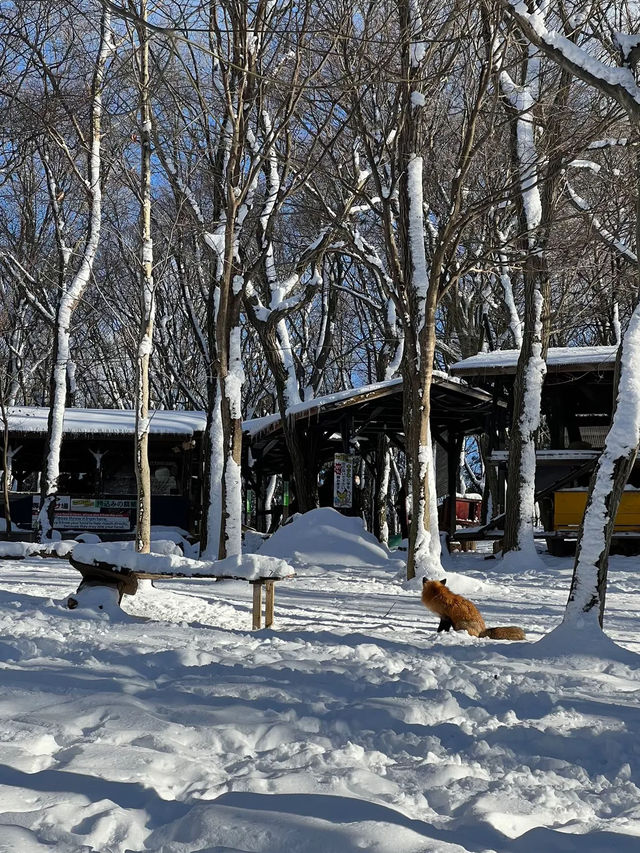 🦊 Zao Fox Village 🦊