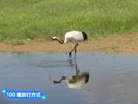 丹頂鶴的故鄉：黑龍江齊齊哈爾-扎龍自然生態濕地