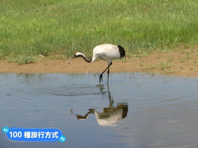 丹頂鶴的故鄉：黑龍江齊齊哈爾-扎龍自然生態濕地