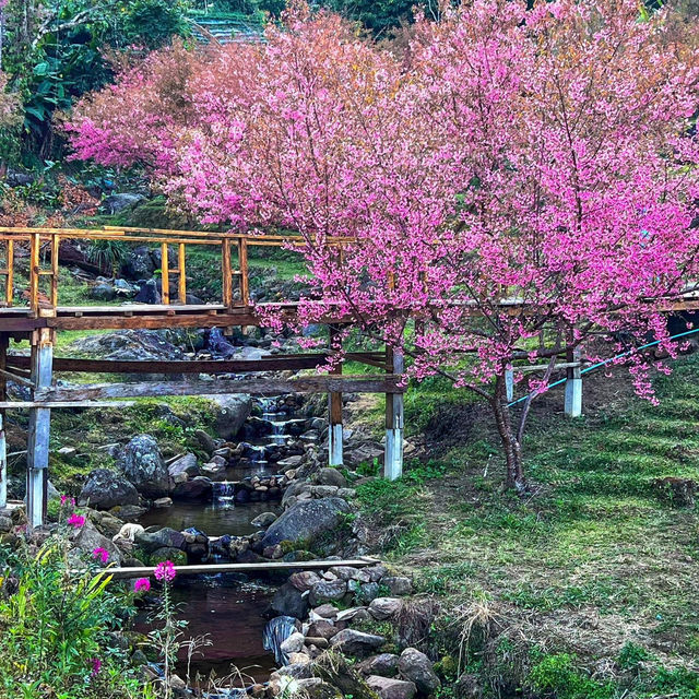 สะพานซากุระขุนวาง 