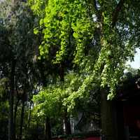 Vibrant Serenity at Wu Hou Shrine in October
