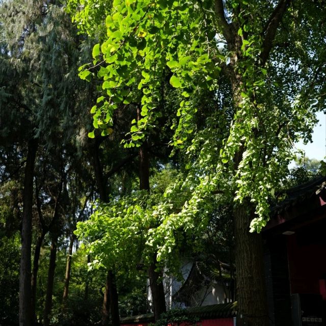 Vibrant Serenity at Wu Hou Shrine in October