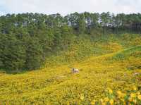 🌼 ทุ่งดอกบัวตองที่ใหญ่ที่สุดในไทยบานแล้ว