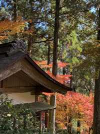#日本紅葉實況 佐賀県大興善寺超美楓葉🍁