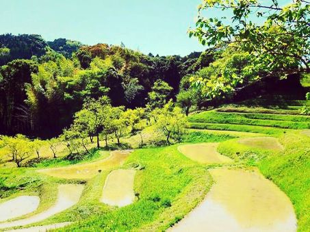 千葉🇯🇵大山千枚田