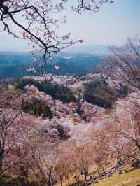 【吉野の桜】一生に一度は見てほしい奈良の絶景桜