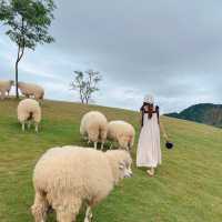 🐑 ฟาร์มแกะเปิดใหม่ในตัวเมืองเชียงราย