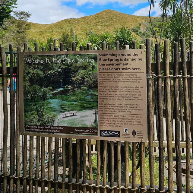 My Enchanting Encounter with Putaruru Blue Springs