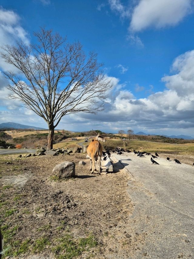 Kyushu Wildlife African Safari 🐆🐃🦬🦌🦓🐘🦒