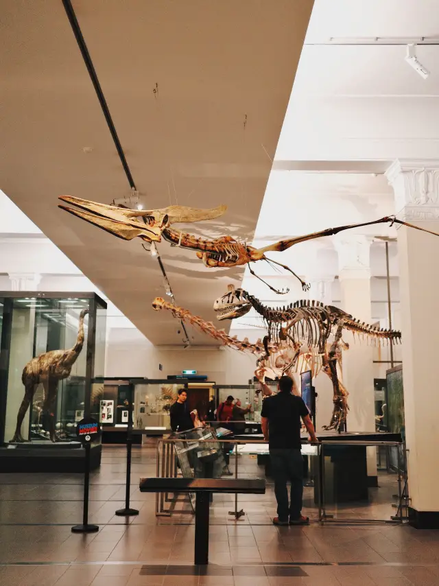 New Zealand's Artistic Niche Attraction: Auckland Museum
