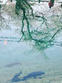 【リフレクションが美しい桜】