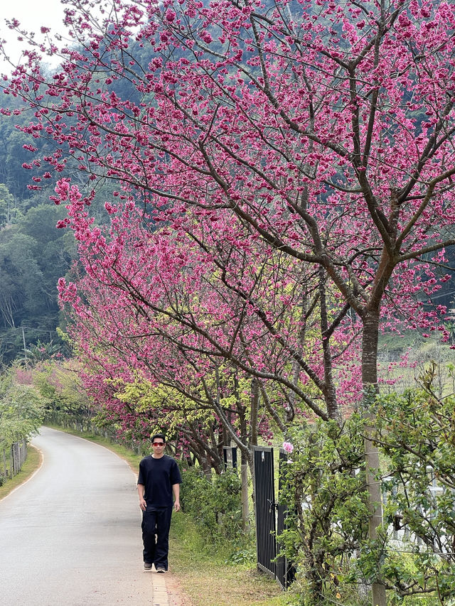ซากุระ อ่างขาง อ.ฝาง จ.เชียงใหม่🌸🌸