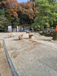 Capybaras in Onsen Bath at Nagasaki Bio Park