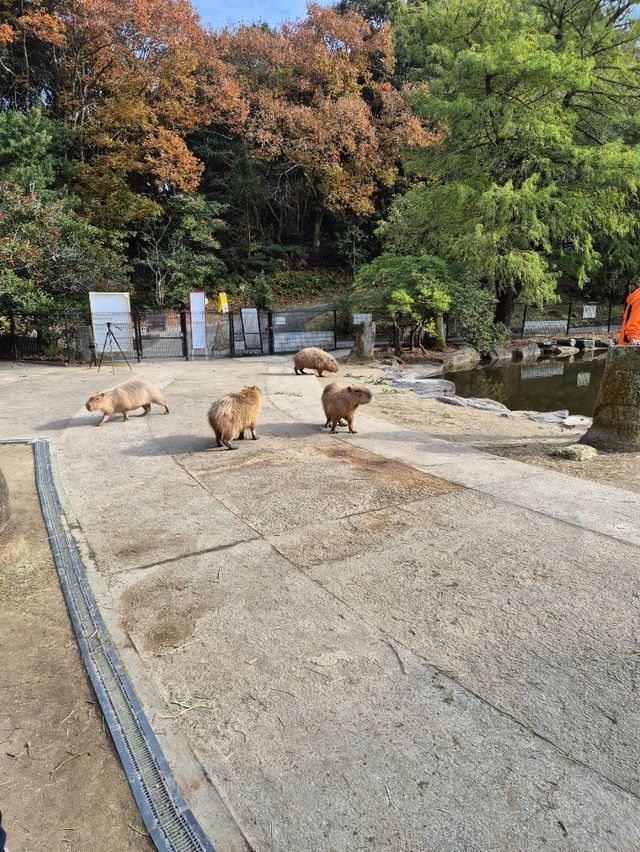 Capybaras in Onsen Bath at Nagasaki Bio Park