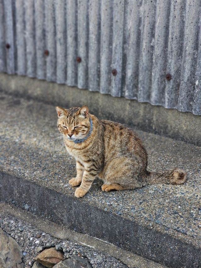 고양이 천국, 아이노시마 섬에서 만난 특별한 하루🐾