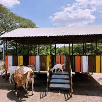 Fresh From the Farm: A Dairy Delight at Farm Fresh @UPM!