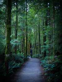 Tarkine Rainforest