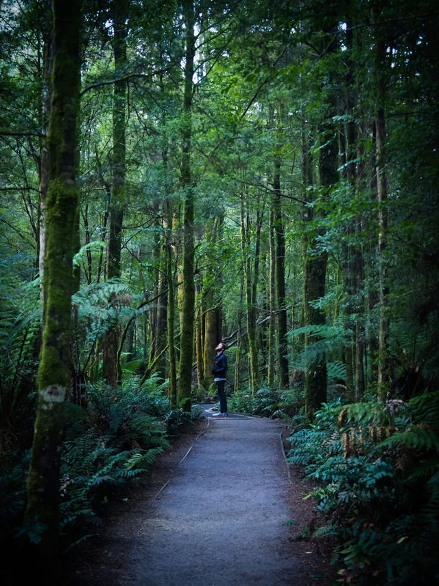 Tarkine Rainforest