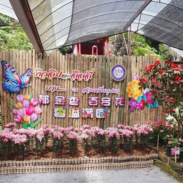 Betong Winter Flowers Garden