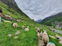 Zermatt - car-free town and blacknosed sheep