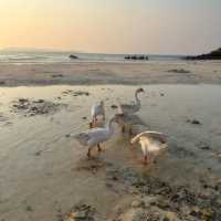 Spot the Geese at Tien Beach, Kohlarn