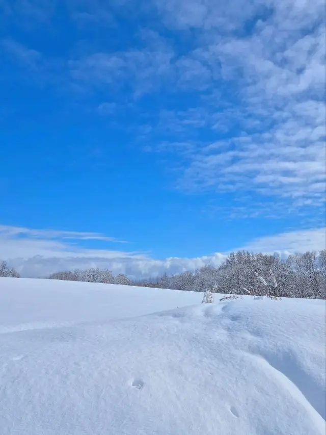 사진눈폭탄 삿포로