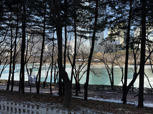 겨울 석촌호수, 오리들의 여유로운 풍경❄️