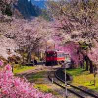 村上牛舌與櫻花隧道慢旅