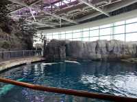 シェッド水族館 Shedd Aquarium