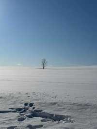 2 Days in Sapporo: A Winter Wonderland Adventure