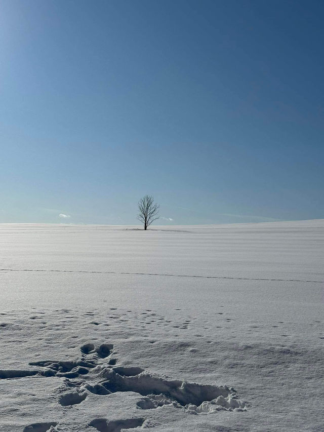 2 Days in Sapporo: A Winter Wonderland Adventure