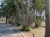 Urban Oasis in Shenzhen — The Lianhuashan Park
