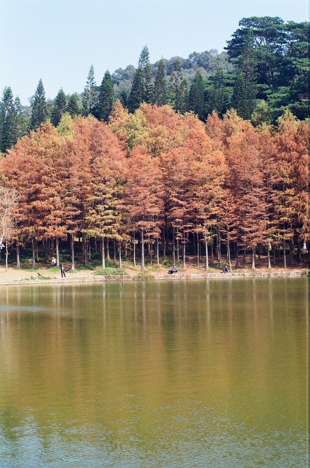 Urban Oasis in Shenzhen — The Lianhuashan Park