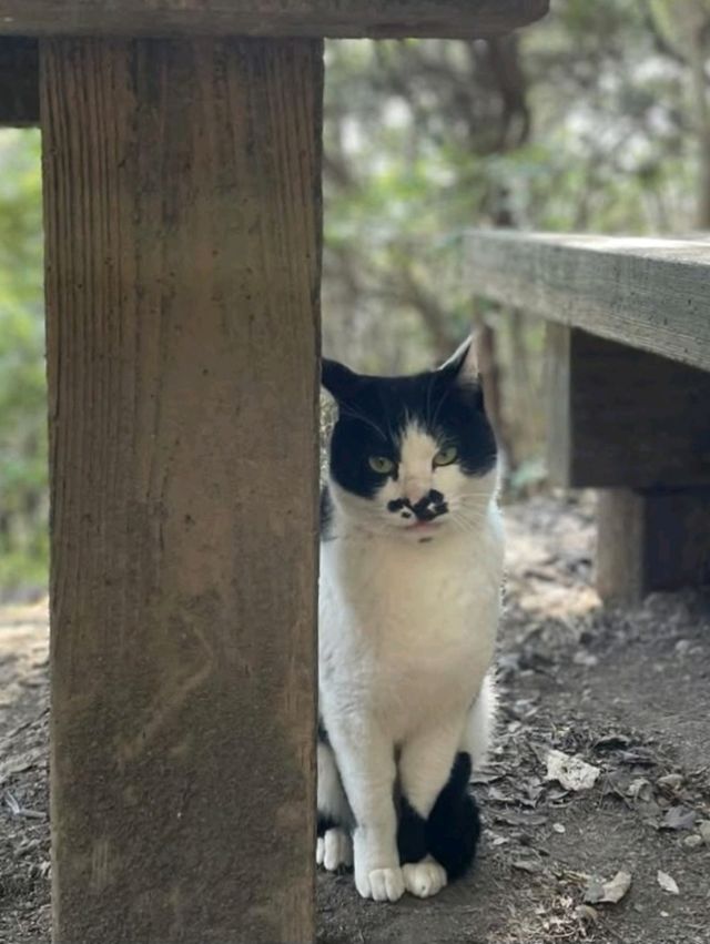 猫の住む山