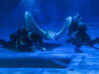 【鹿児島県】 桜島を眼前に仰ぐロケーション抜群の水族館『いおワールドかごしま水族館』